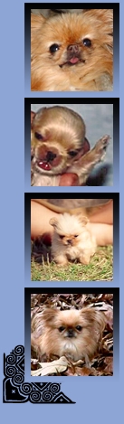 GOLDIEthumbs